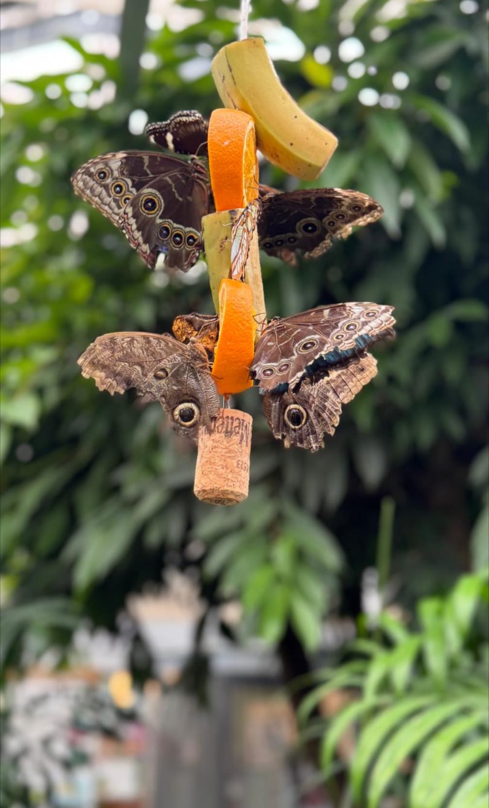 European Flutter (3)